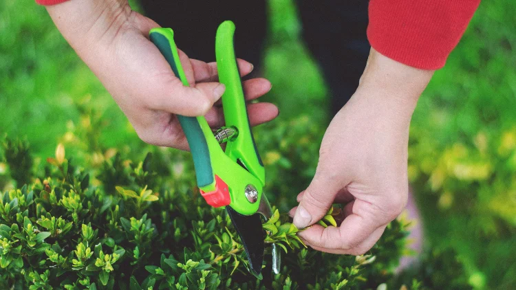 Pliers suitable for gardening